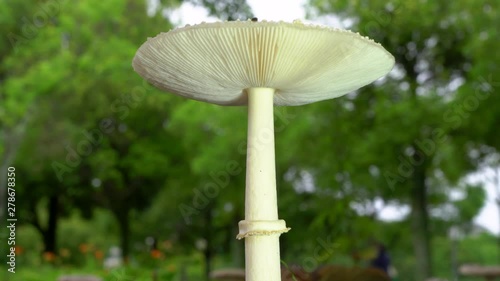 Tokyo,Japan-July 08, 2019: Closeup of Fungus pileus of Amanita vaginata or Amanita pantherina or Tsurutake photo