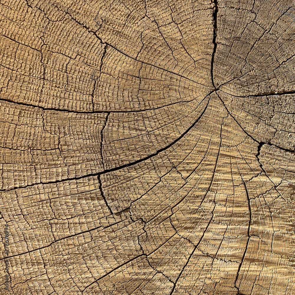 Fototapeta premium Closeup macro view of end cut wood tree section with cracks and annual rings. Flat wooden surface with annual rings.