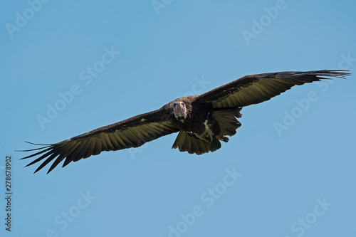 Hooded vulture (Necrosyrtes monachus) © dennisjacobsen