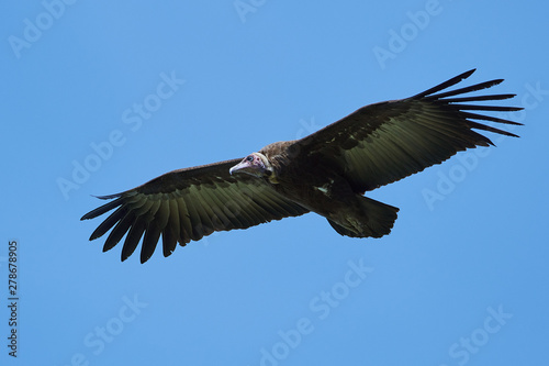 Hooded vulture  Necrosyrtes monachus 