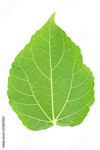 Back side of mulberry green leaf on white background.