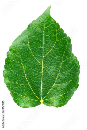 Front side of mulberry green leaf on white background.