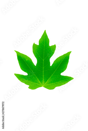 Front side of papaya green leaf on white background.
