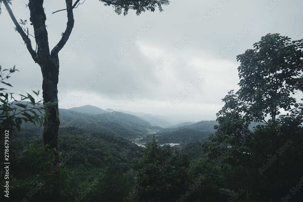 Forest Rain and fog On the Mountain