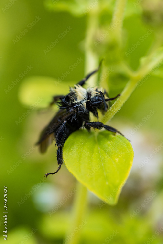 close up of a bumble bee after rain resting on the branch of green plants with blurry green background close up of a bumble bee after rain resting on the branch of green plants with blurry green background