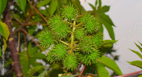 close up of ricinus fruit,castor oil fruit photo