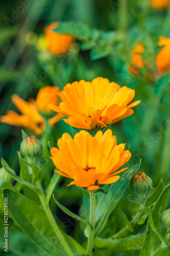beautiful orange marigold flowers blooming in the garden with blurry green leaves background
