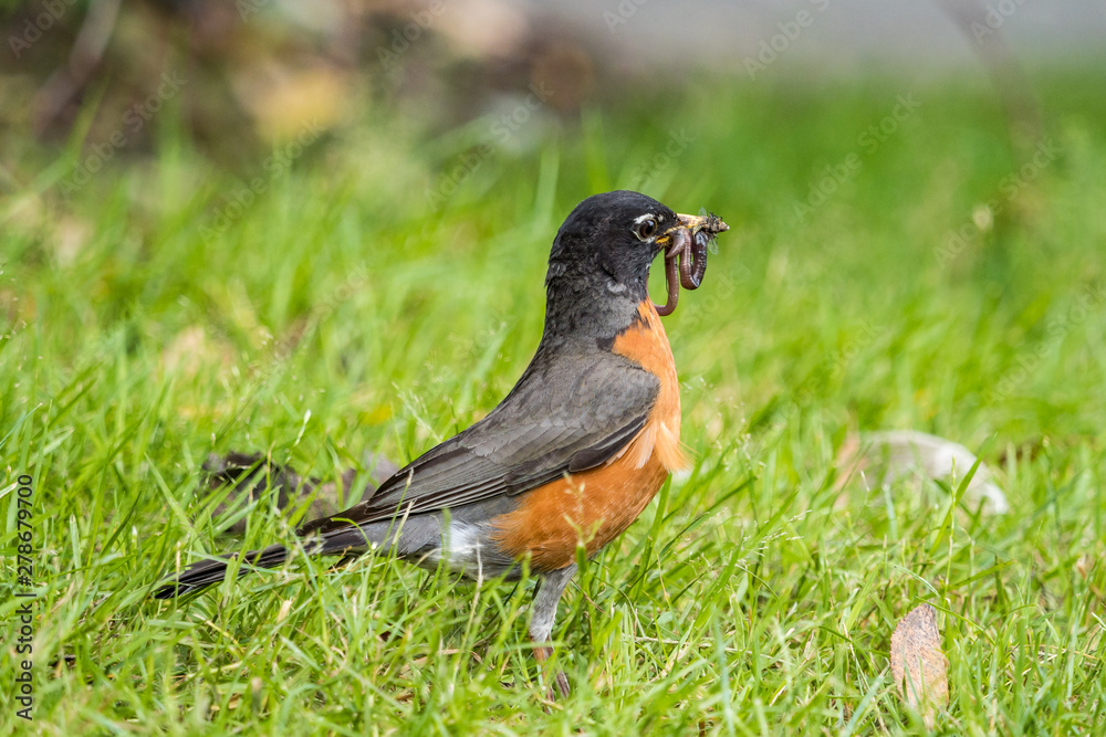 one robin with beak full of earthworms standing on green grass field in the park one robin with beak full of earthworms standing on green grass field in the park