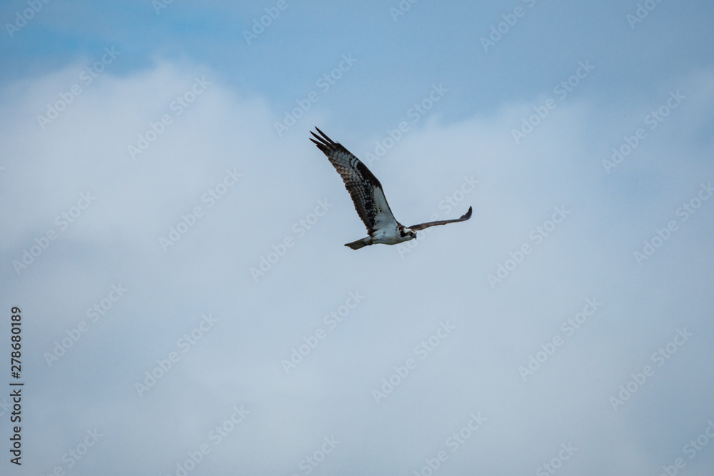 one osprey fly above the cloudy on an over cast day one osprey fly above the cloudy on an over cast day