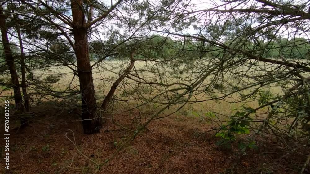 Going deep into the pine forest. Slow motion Going deep into the pine forest. Slow motion