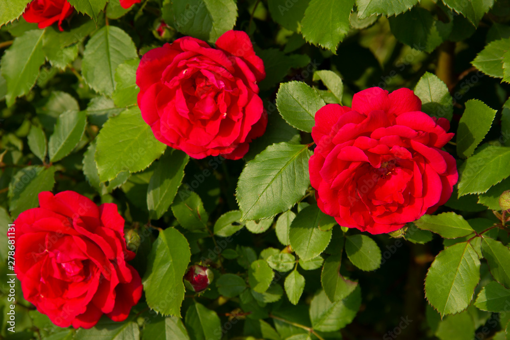 Red roses on a bush. layout for postcards Red roses on a bush. layout for postcards