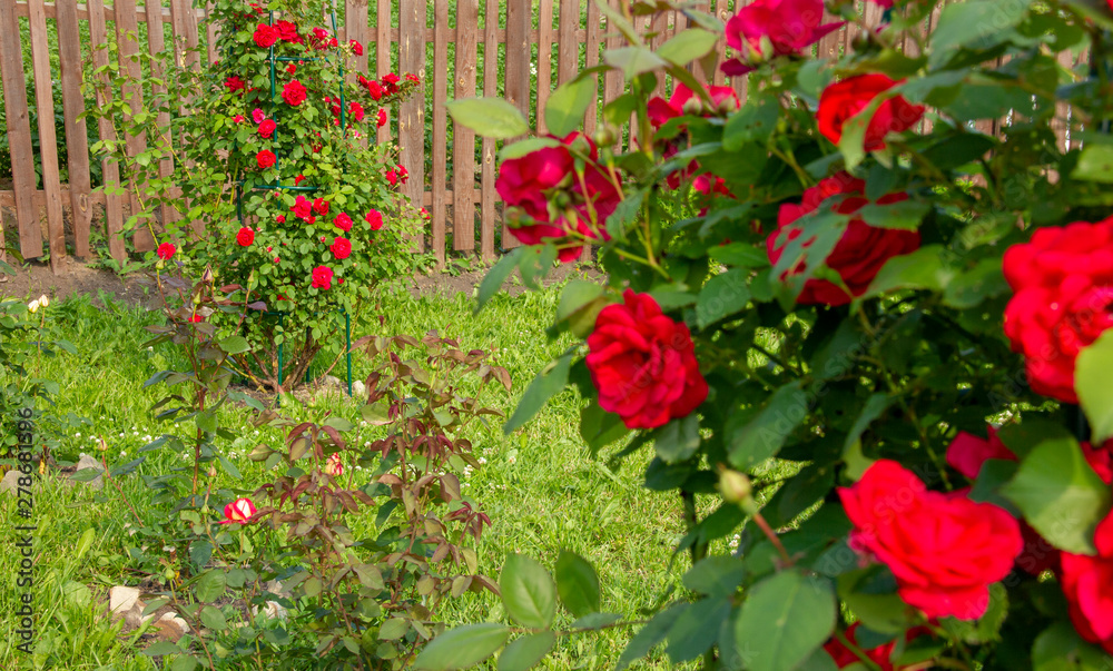 Red roses on a bush. layout for postcards Red roses on a bush. layout for postcards