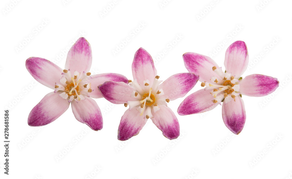 deutzia scabra isolated deutzia scabra isolated
