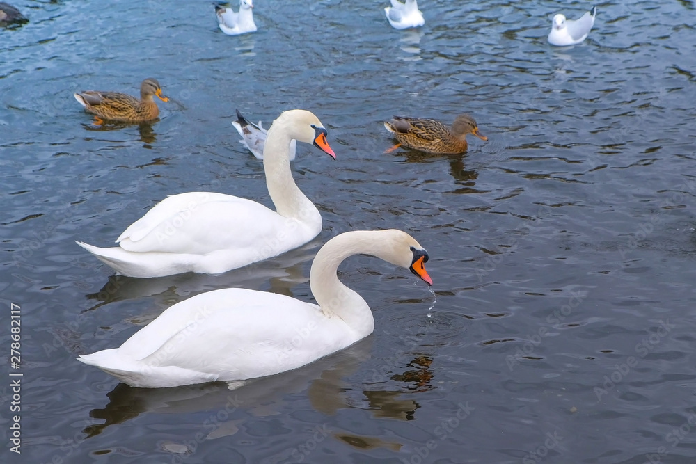 Fototapeta premium River with beautiful white swans and ducks in the water
