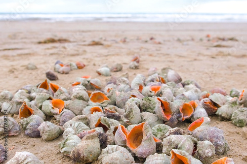 Many beautiful shells of rapan in the sand on the black sea coast. Sea waves