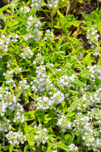 Flowering wild thyme, top view. Small blue flowers. Medical edible aromatic herb spice