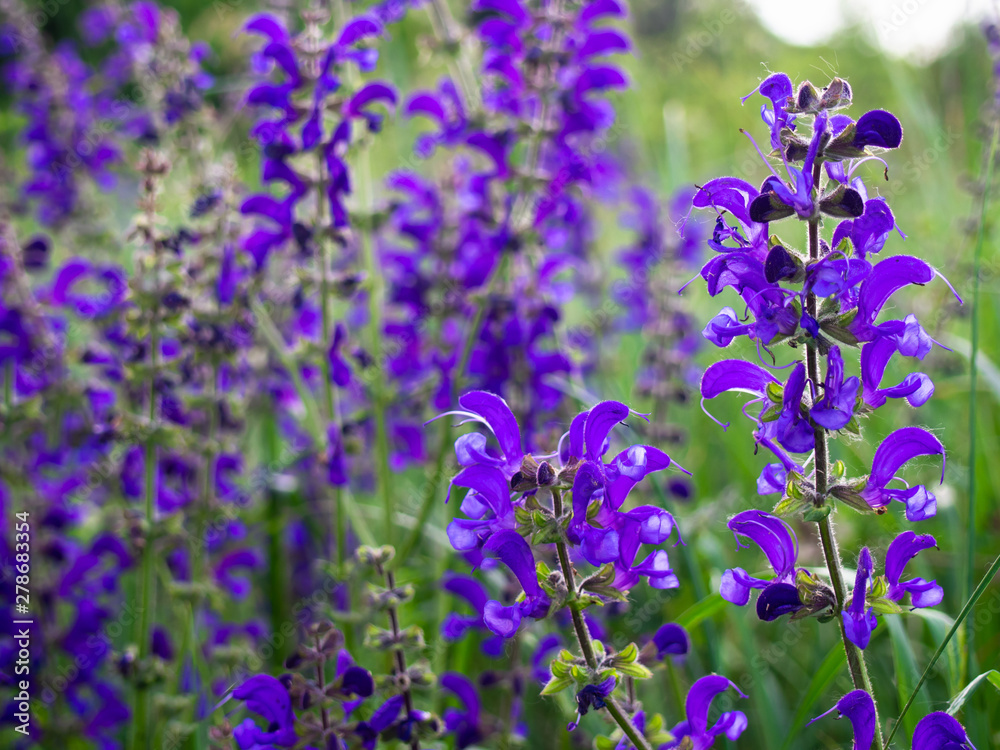 Fototapeta premium Beautiful purple Salvia pratensis blooms in the meadow.