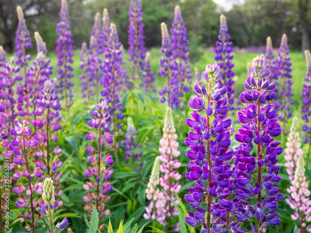 Purple and pink lupines bloom on a summer meadow. Purple and pink lupines bloom on a summer meadow.