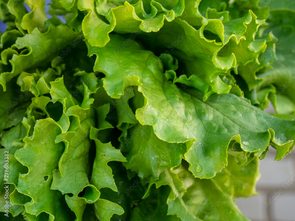 Fresh leaves of lettuce with drops of water. Fresh leaves of lettuce with drops of water.
