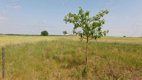 Young garden tree in the fields. Slow motion photo