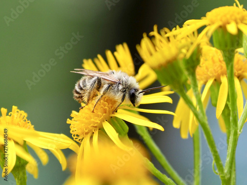 Buckel-Seidenbiene , Colletes daviesanus, schläft auf Jakobs-Kreuz-Kraut