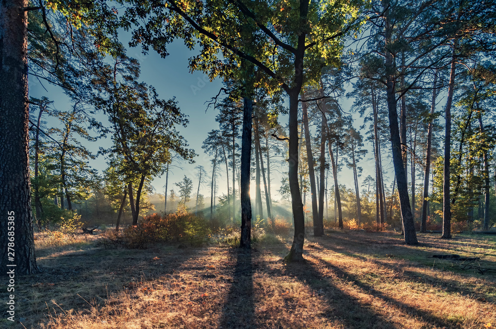 Obraz premium Morning in the sunny forest.