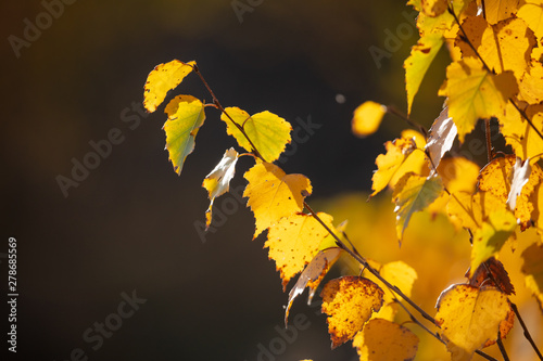 The leaves on the branches of birch