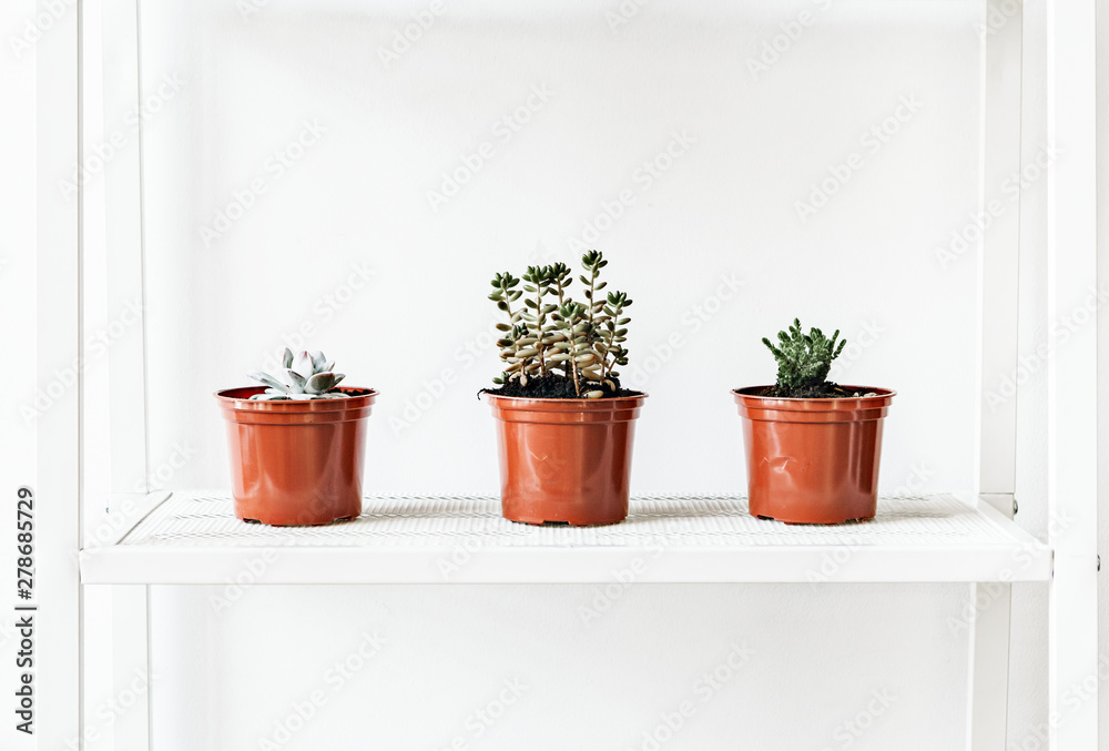House plants in pots on white shelf at home