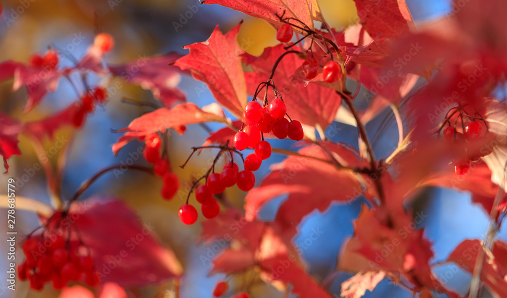 Kalina red in nature in the fall Kalina red in nature in the fall
