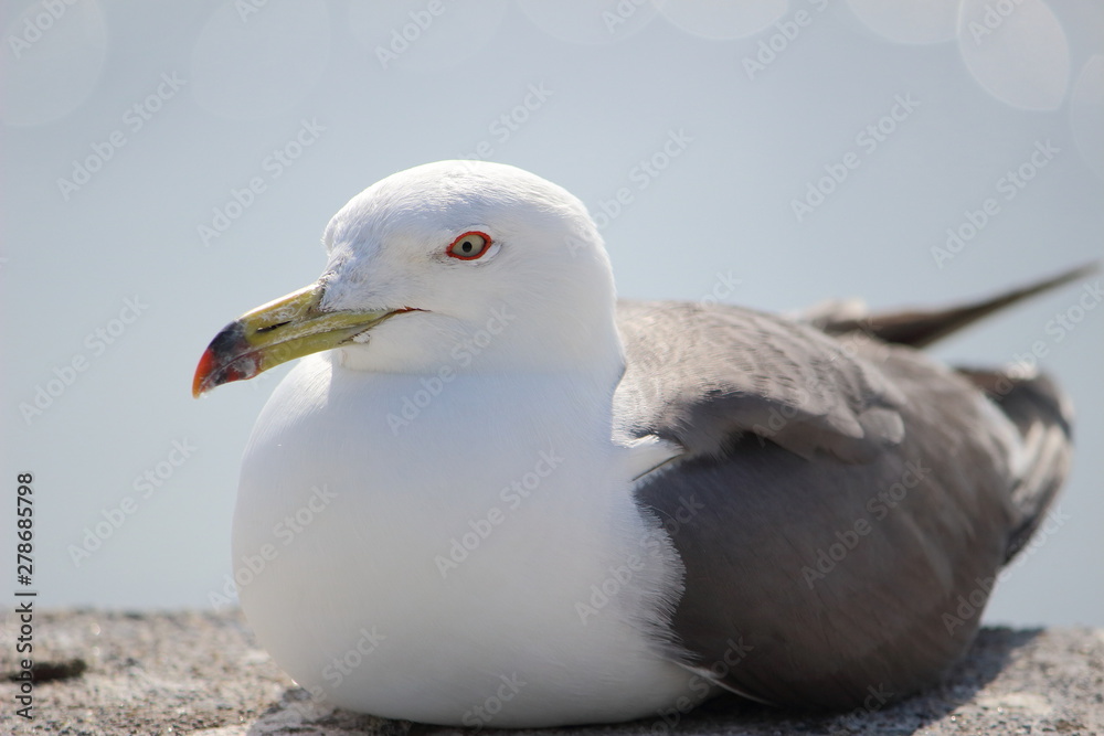 Obraz premium ウミネコ