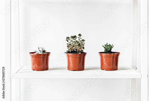 House plants in pots on white shelf at home