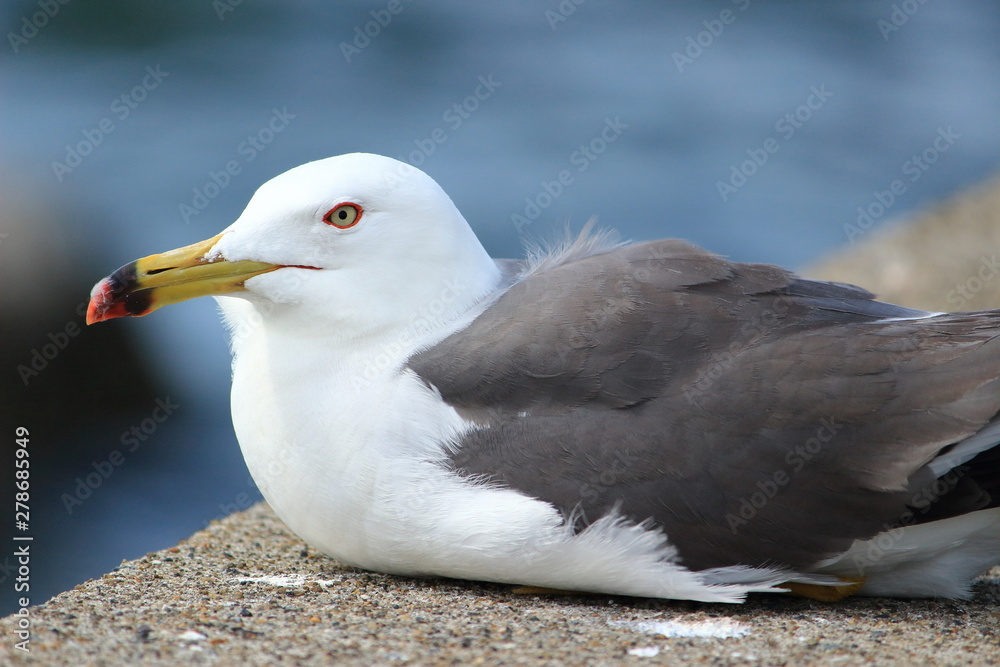 ウミネコ ウミネコ
