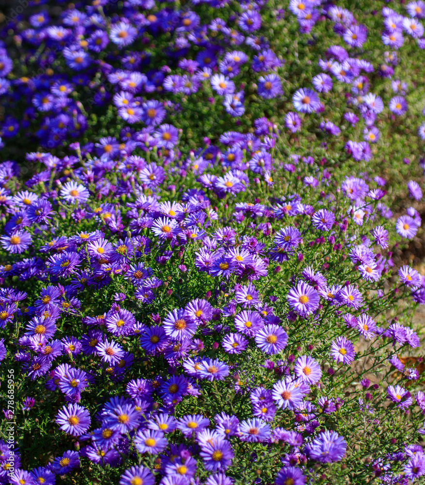 Beautiful purple flowers in the garden as a background