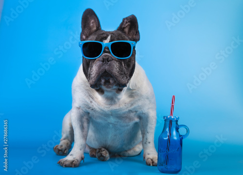 Adorable french bulldog with summer glasses