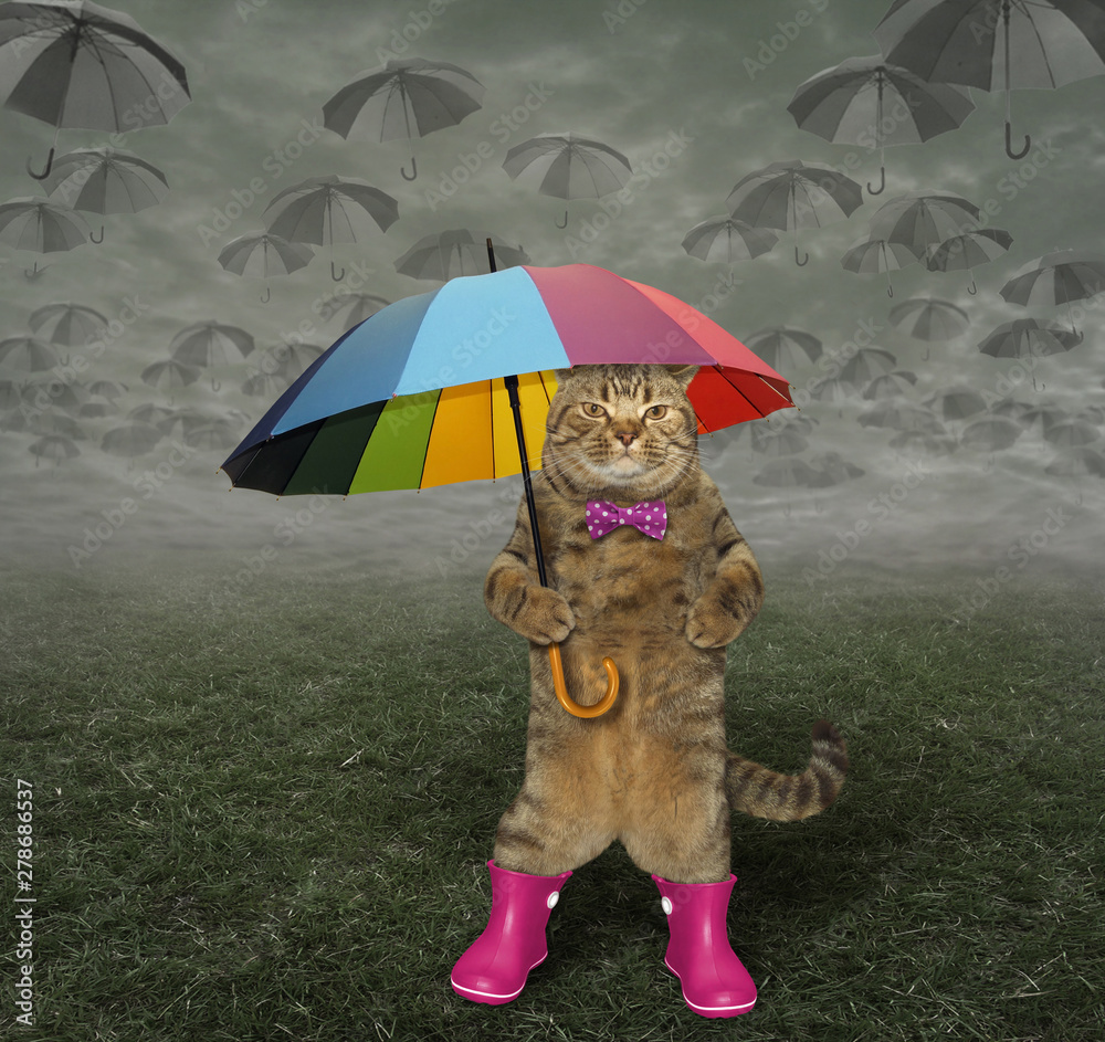 Rain boots with cats on cheap them