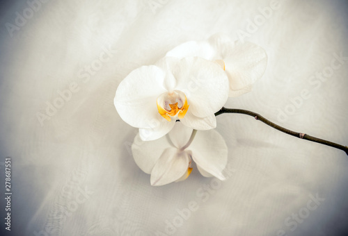      The branch of White orchids on white fabric background 