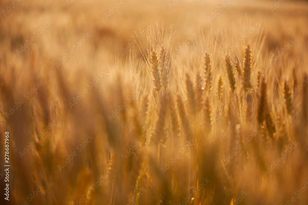 Wheat yellow field