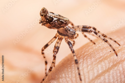 Close up of the Jumping Spiders on hands in the morning. Spiders are standing on the finger.