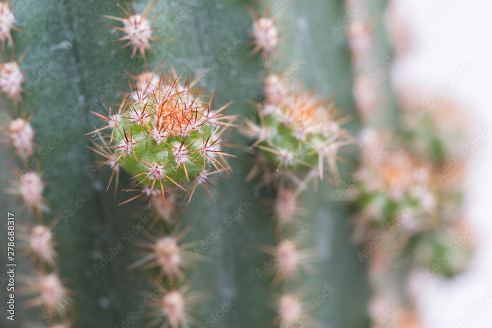 Baby Cactus Baby Cactus