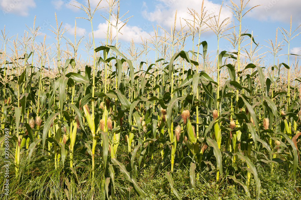 Fototapeta premium Corn field in summer time