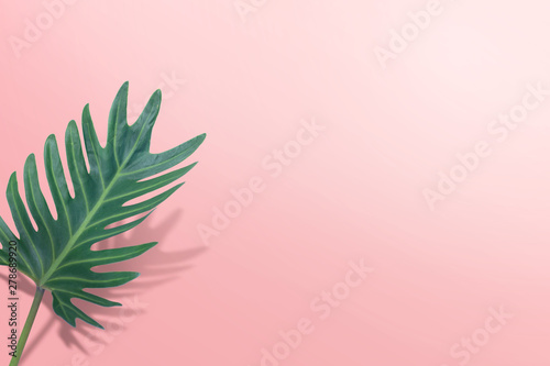 tropical palm leave on pink background