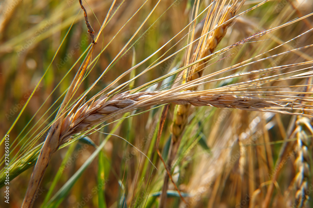 Wheat / barley spikelets on the field. Agriculture Wheat / barley spikelets on the field. Agriculture