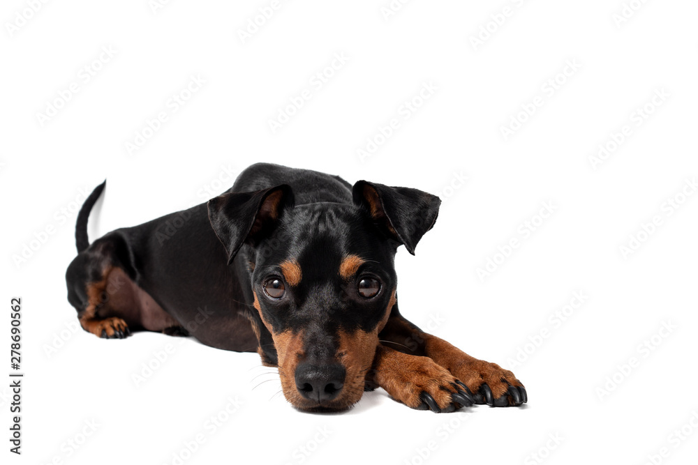 Portrait Hund Zwergpinscher vor weißem Hintergrund der sitzt liegt männchen macht Portrait Hund Zwergpinscher vor weißem Hintergrund der sitzt liegt männchen macht