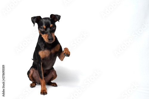 Portrait Hund Zwergpinscher vor weißem Hintergrund der sitzt liegt männchen macht