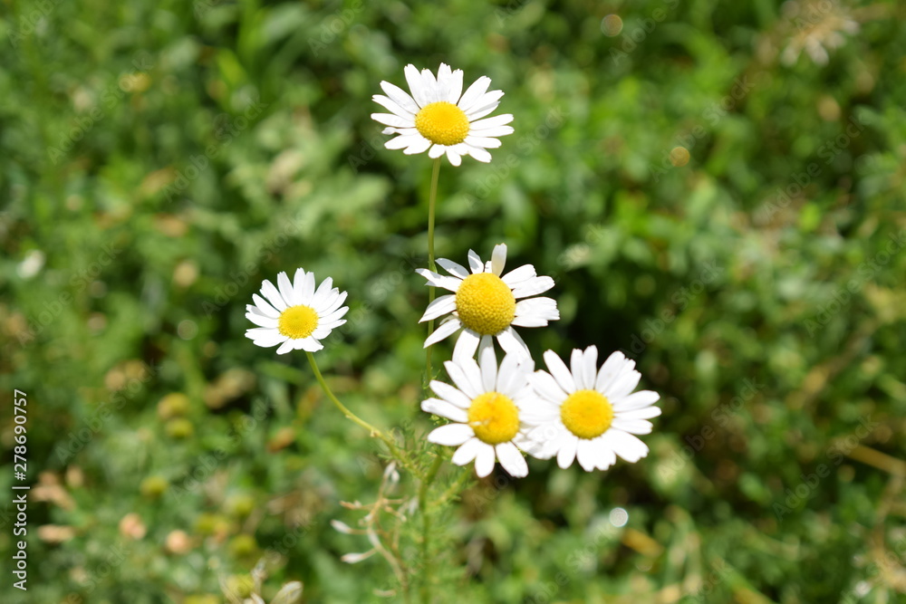 Simple and pure chamomile charm Simple and pure chamomile charm