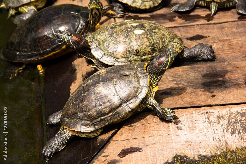 Obraz premium turtle in the pond