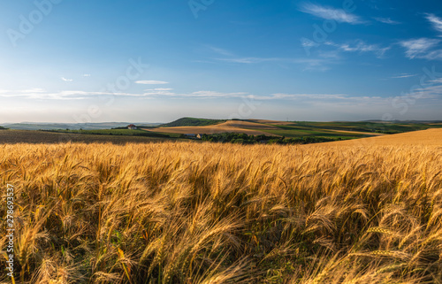 golden wheat field under blue sky 