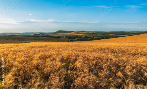 golden wheat field under blue sky 