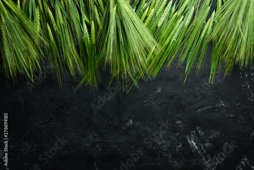 Green rye on a black stone table. Top view. Free space for your text.