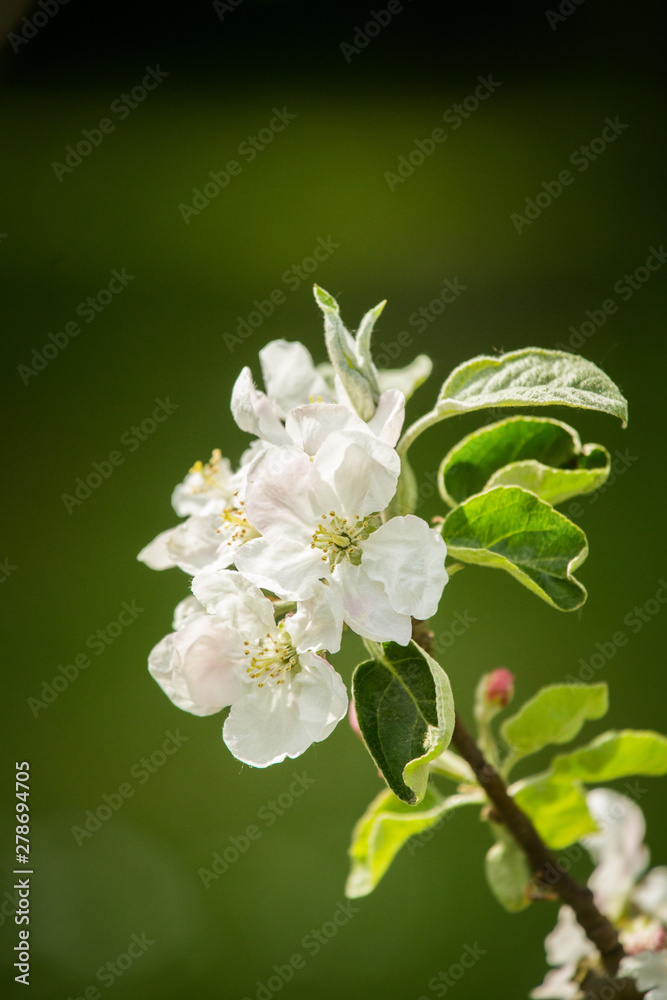 Obraz premium Beautiful, white apple tree blossoms blooming in a sunny day. Spring scenery in garden.
